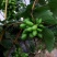 郁金香葡萄🍇茉莉香葡萄🍇