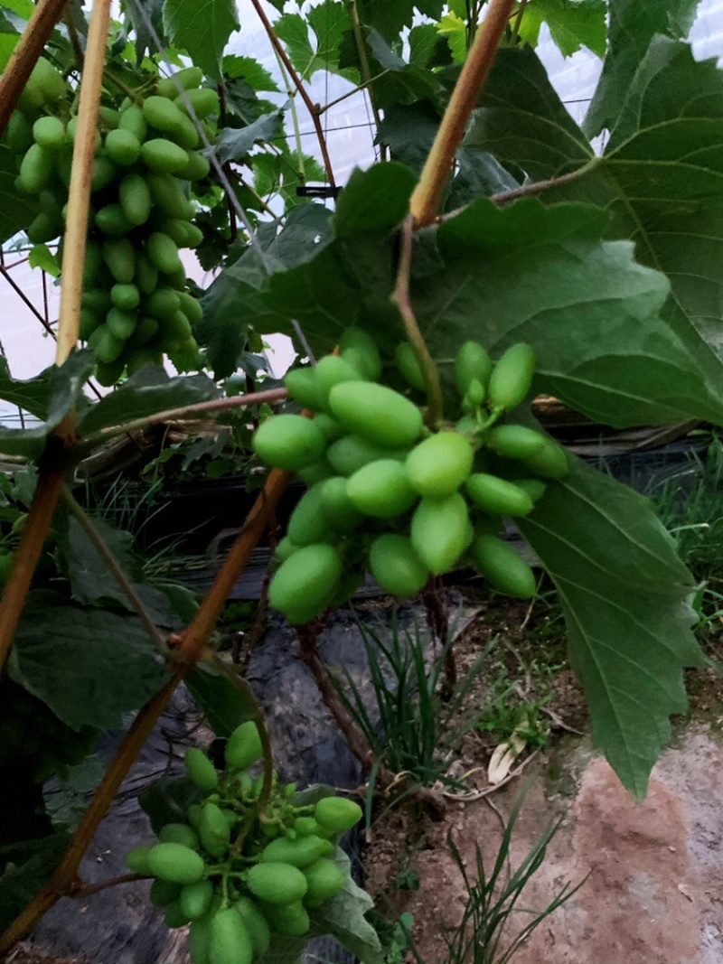 郁金香葡萄🍇茉莉香葡萄🍇