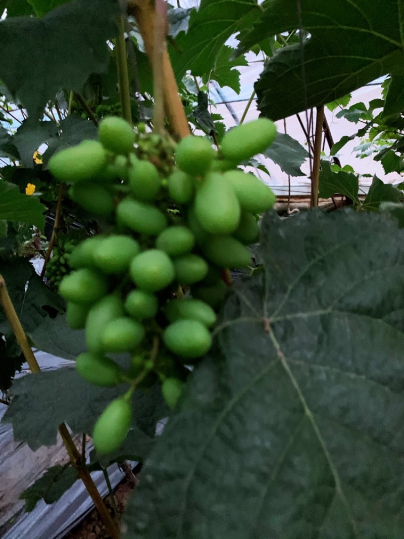 郁金香葡萄🍇茉莉香葡萄🍇