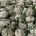 【热卖】有机80花菜，产地发货供，现货上市，欢迎来电咨询