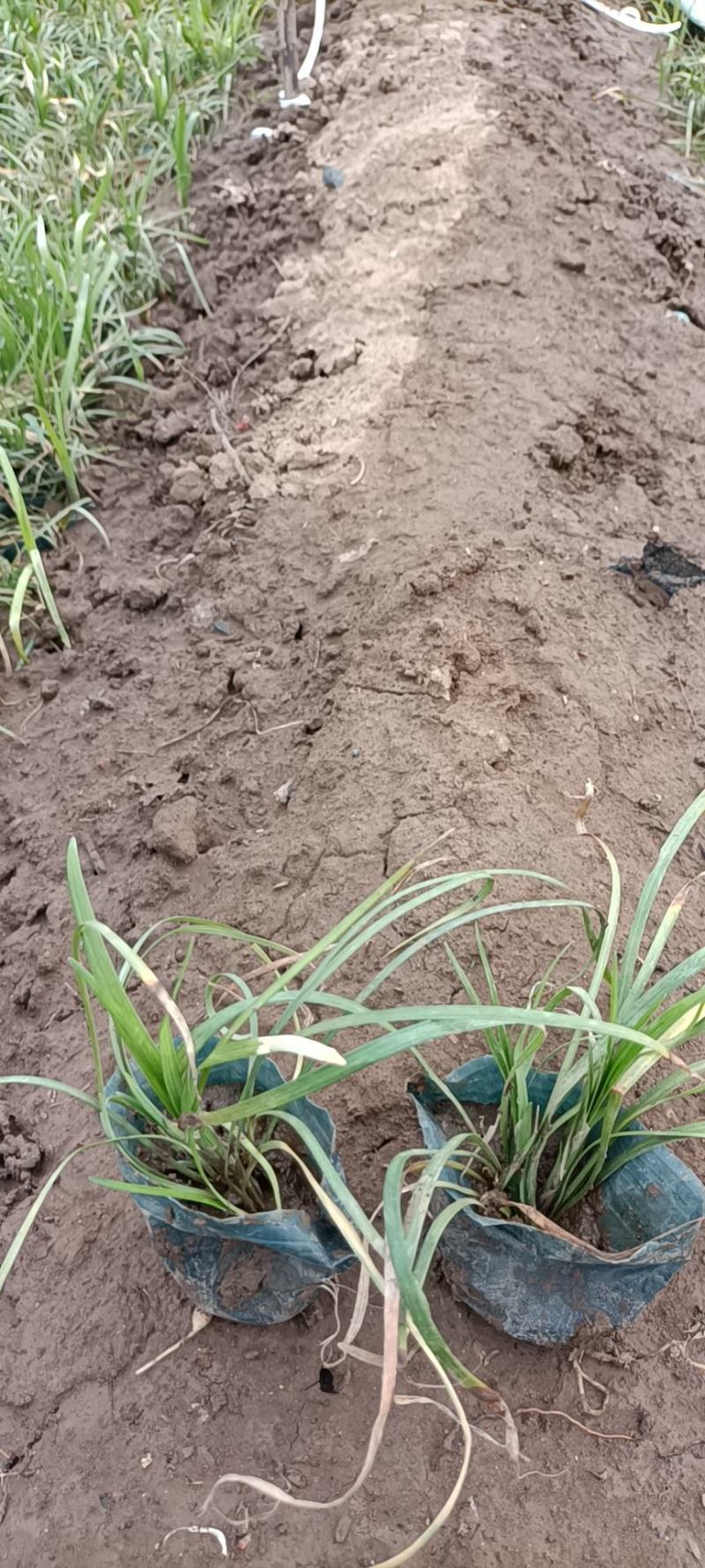 麦冬草，丹麦草，沿街草，容器麦冬小皮桶麦冬，带杯麦冬草，