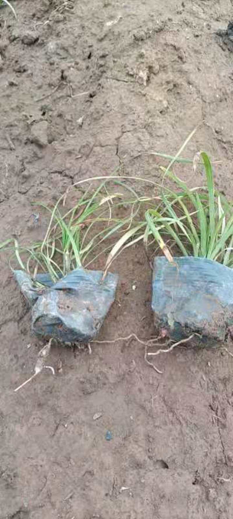 麦冬草，丹麦草，沿街草，容器麦冬小皮桶麦冬，带杯麦冬草，
