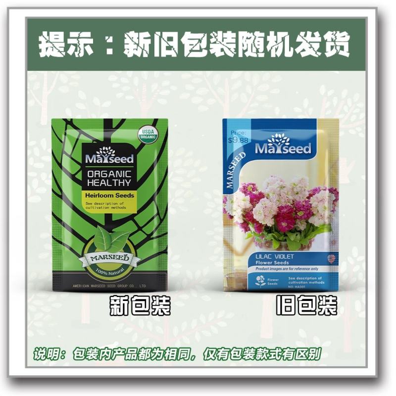 玩具熊向日葵籽种重瓣多头橙色太阳花四季花海盆栽观赏种植