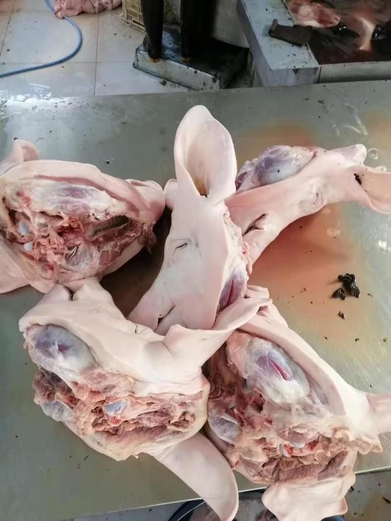 精品国产北京猪头肥猪厂价直销可定做无耳或带耳批半无耳