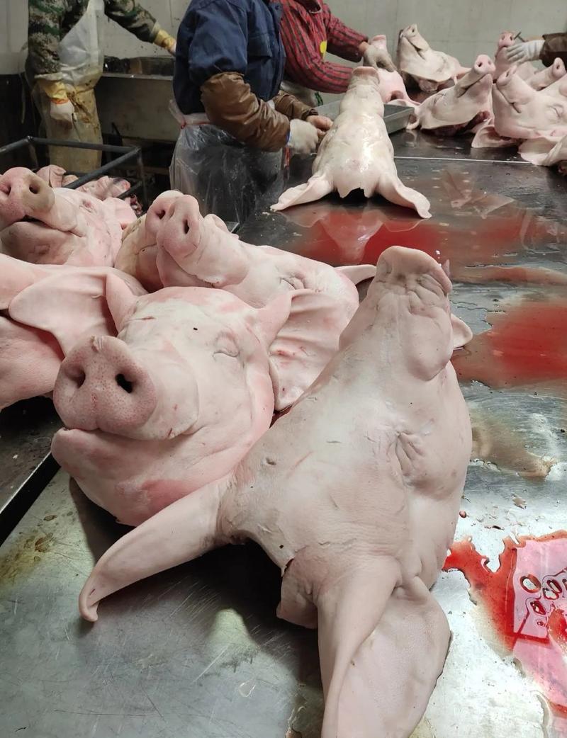 精品国产北京猪头肥猪厂价直销可定做无耳或带耳批半无耳