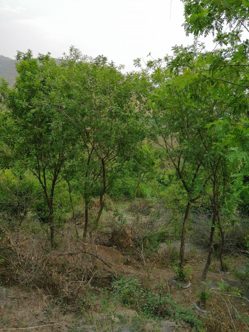 云南清香树，室外绿化，城市绿化