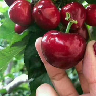 大连美早大樱桃精品一件代发