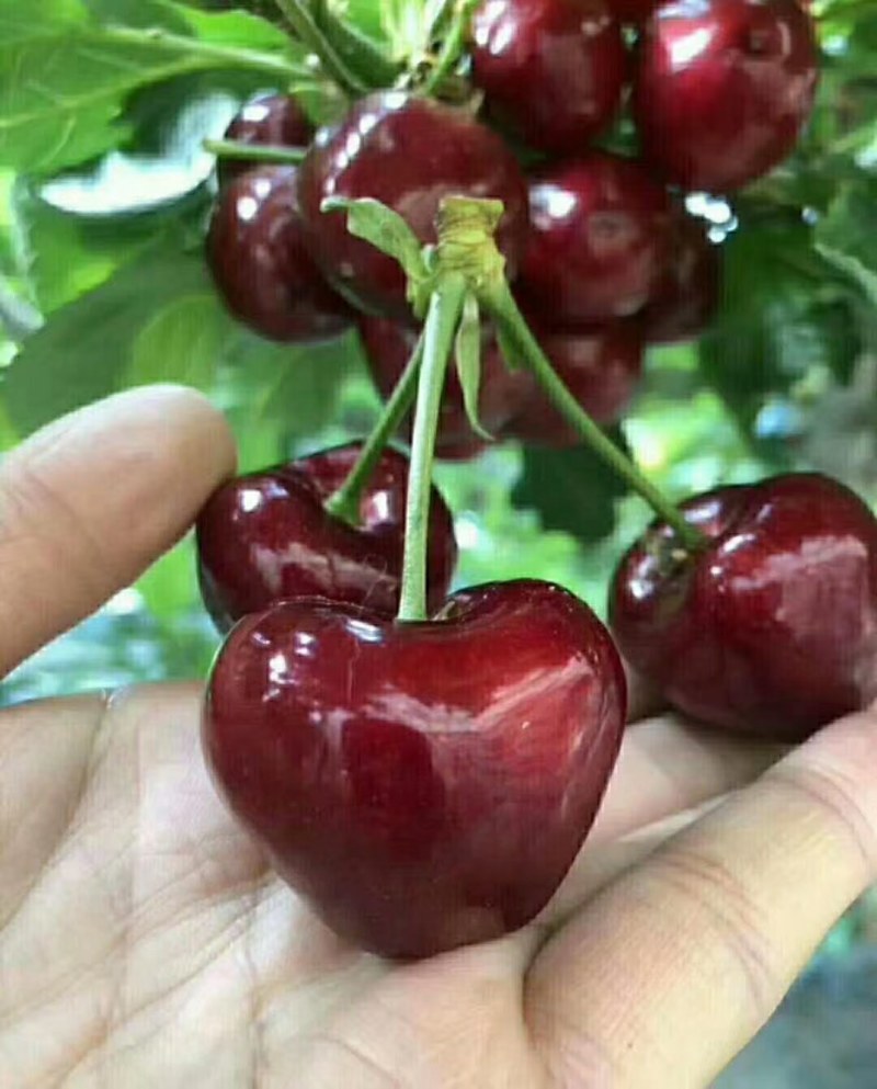 大连美早大樱桃精品一件代发