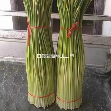精品蒜苔产地直销，一手货源