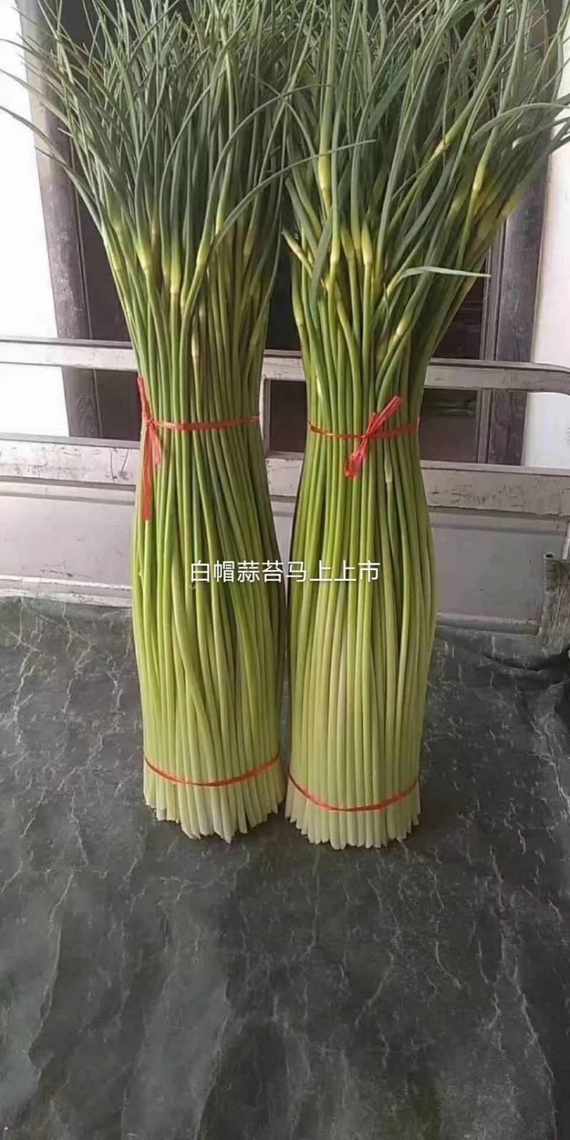 精品蒜苔产地直销，一手货源