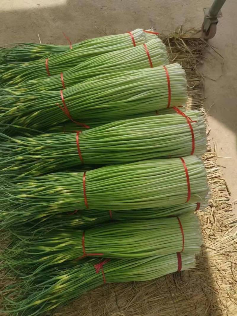 精品蒜苔产地直销，一手货源