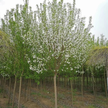 大量批发紫叶稠李行道树3-8公分紫叶稠李园区景观树