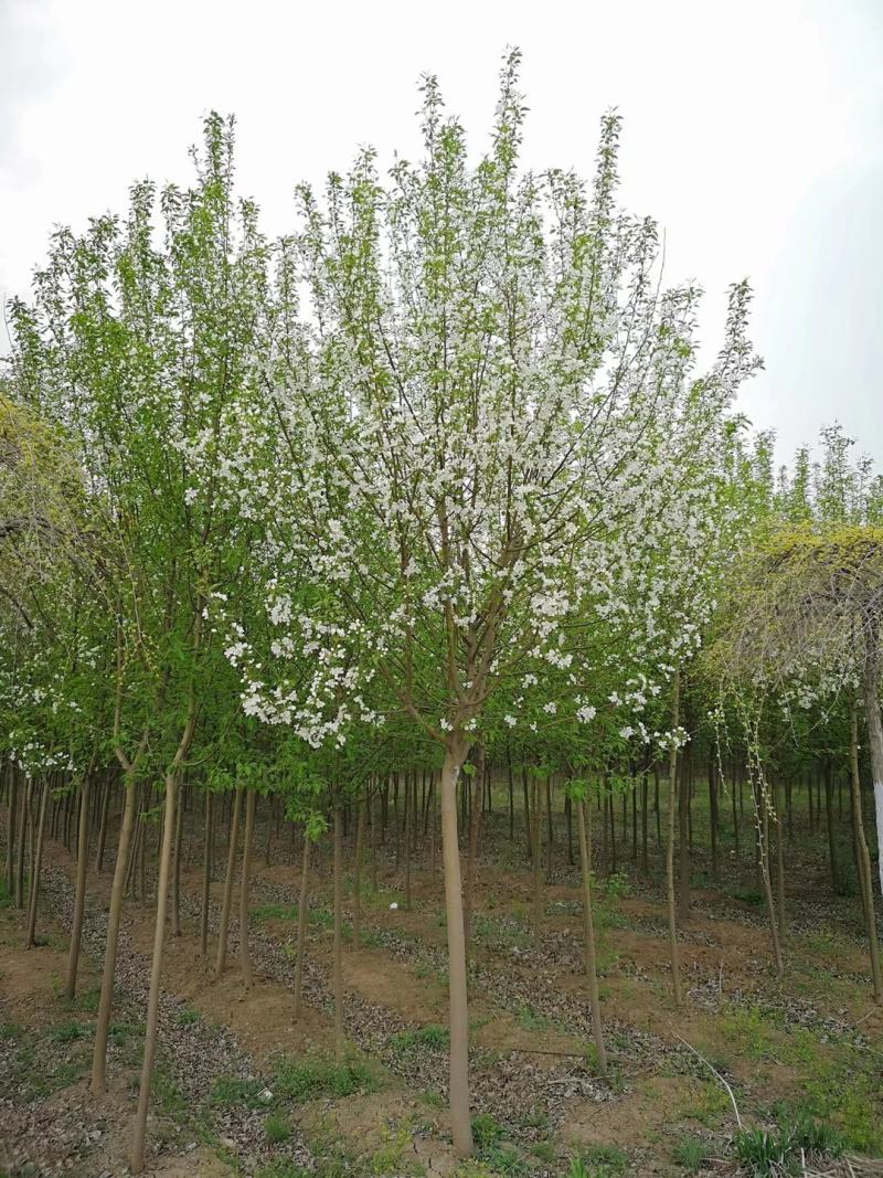 大量批发紫叶稠李行道树3-8公分紫叶稠李园区景观树
