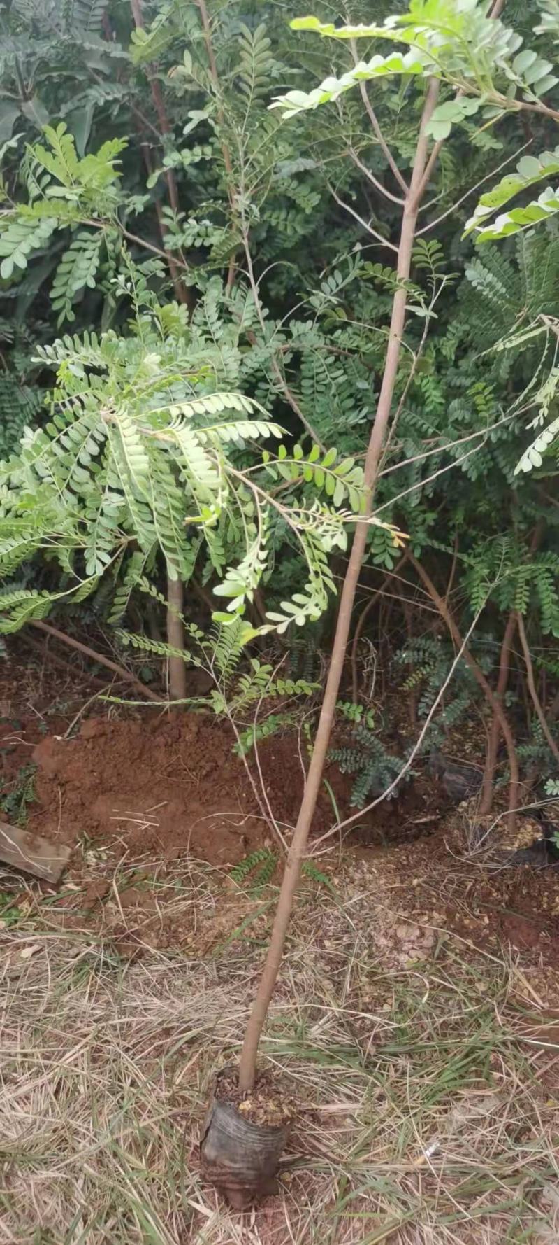 清香木袋苗(地租到期。腾地处理。低价甩卖。占地苗价格)