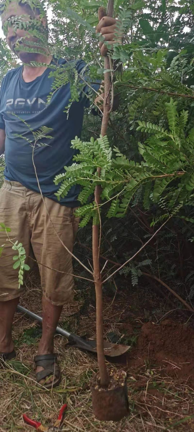 清香木袋苗(地租到期。腾地处理。低价甩卖。占地苗价格)