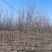 大量批发紫叶稠李行道树3-8公分紫叶稠李园区景观树