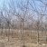 大量批发紫叶稠李行道树3-8公分紫叶稠李园区景观树