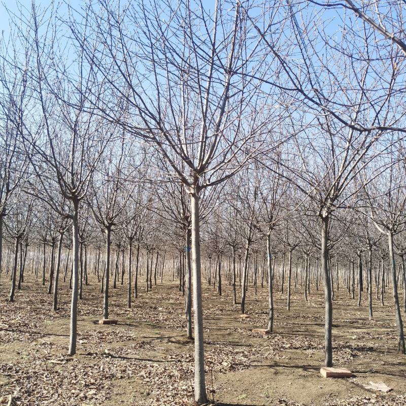 大量批发紫叶稠李行道树3-8公分紫叶稠李园区景观树