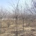 大量批发紫叶稠李行道树3-8公分紫叶稠李园区景观树