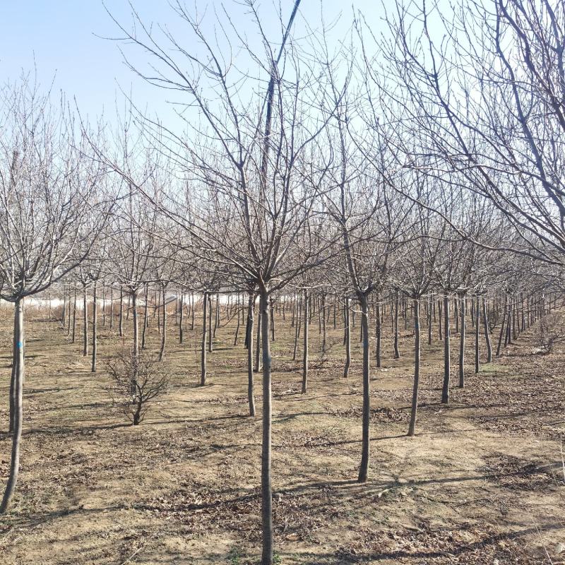 大量批发紫叶稠李行道树3-8公分紫叶稠李园区景观树
