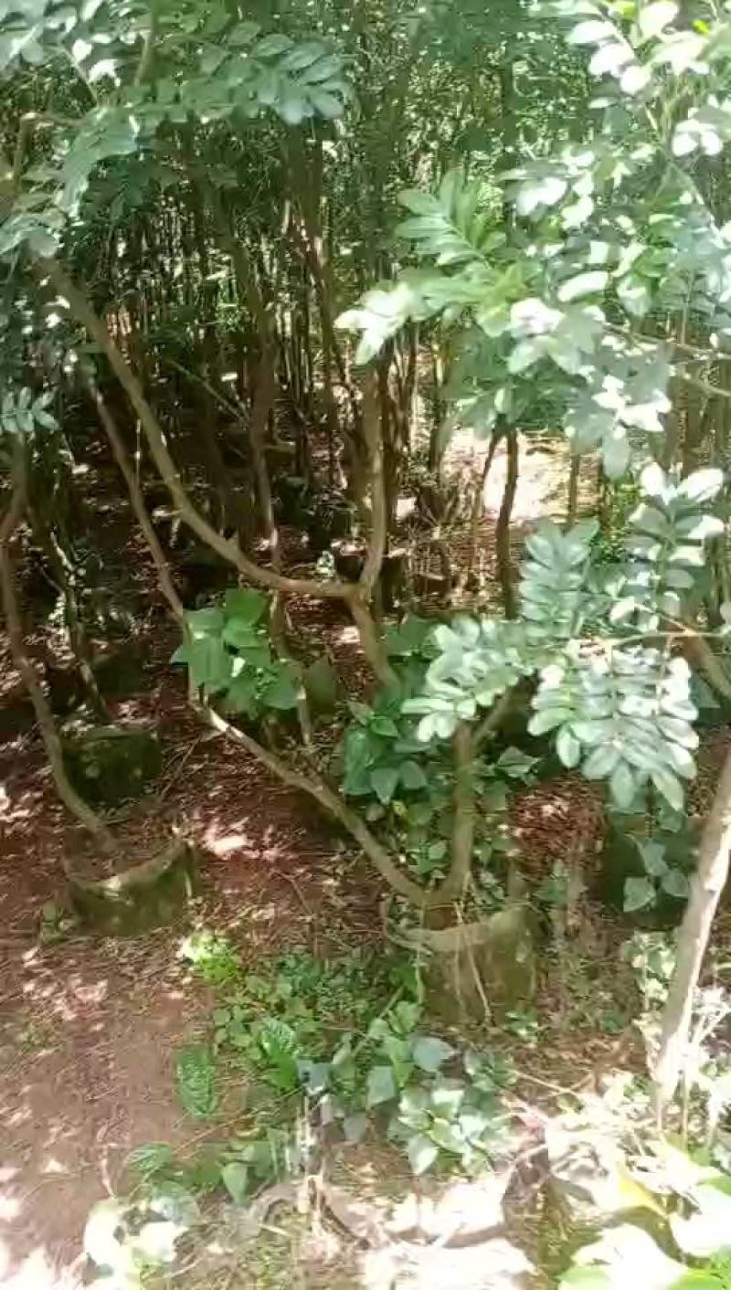 清香木袋苗(地租到期。腾地处理。低价甩卖。占地苗价格)