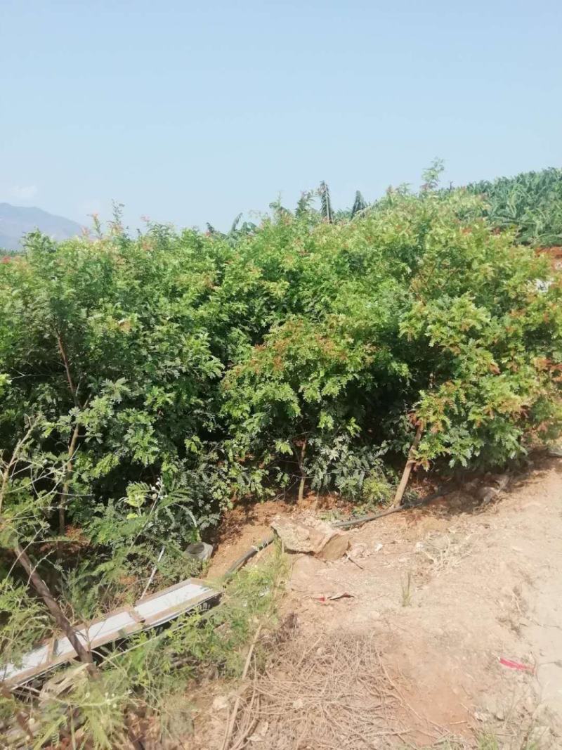 清香木袋苗(地租到期。腾地处理。低价甩卖。占地苗价格)
