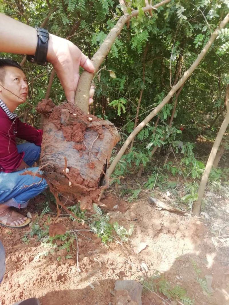 清香木袋苗(地租到期。腾地处理。低价甩卖。占地苗价格)