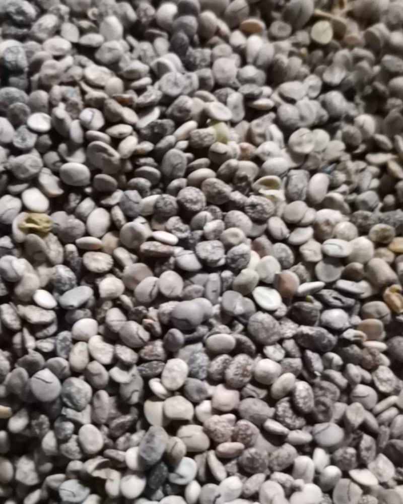 四季易播种鲁冰花种子庭院阳台盆栽花卉植物种孑易活花籽开花