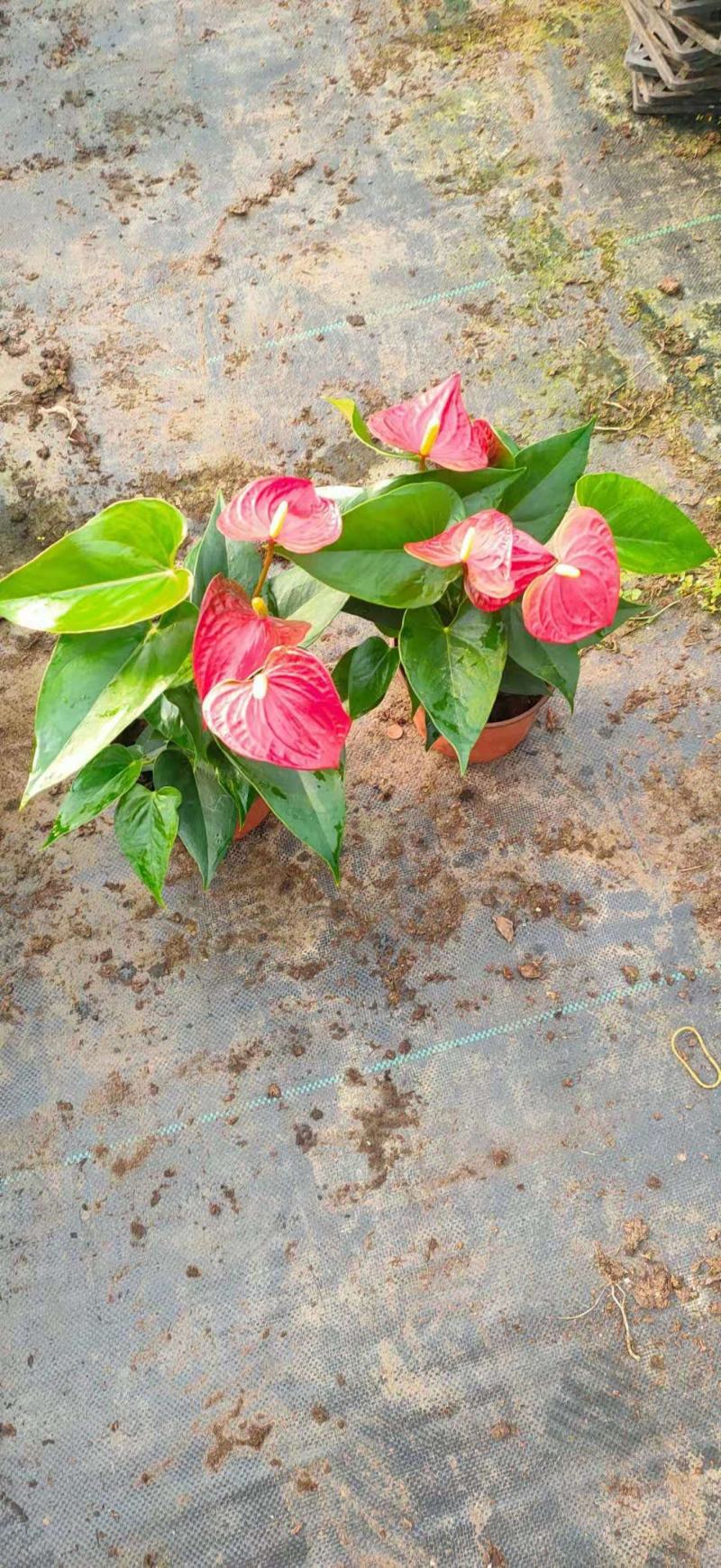 红掌盆景花卉基地直发量大优惠质量保证一手货源