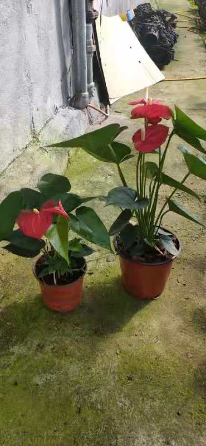 红掌盆景花卉基地直发量大优惠质量保证一手货源