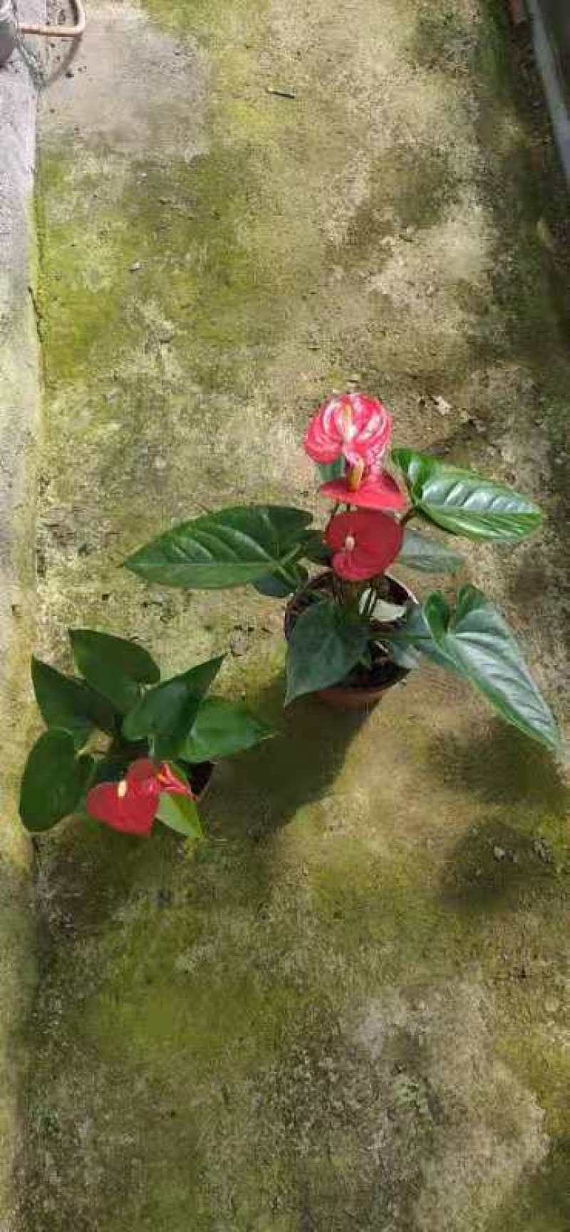红掌盆景花卉基地直发量大优惠质量保证一手货源