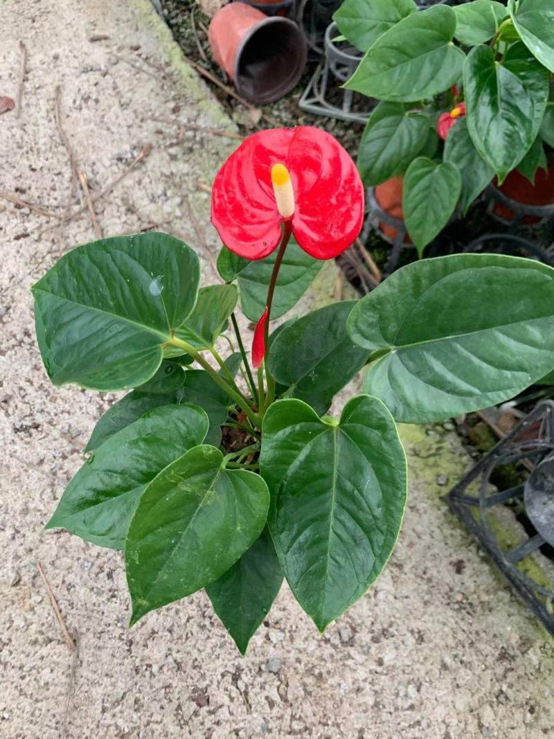 红掌盆景花卉基地直发量大优惠质量保证一手货源