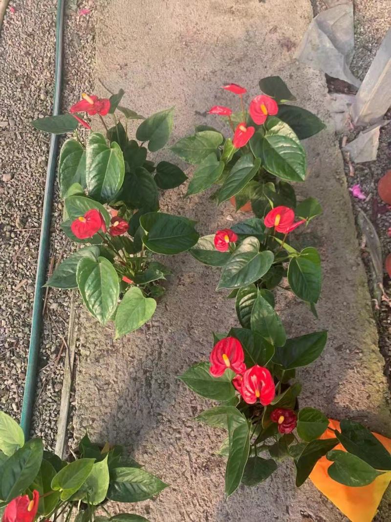 红掌盆景花卉基地直发量大优惠质量保证一手货源