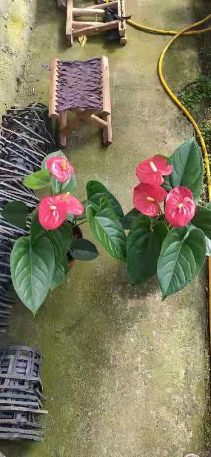 红掌盆景花卉基地直发量大优惠质量保证一手货源
