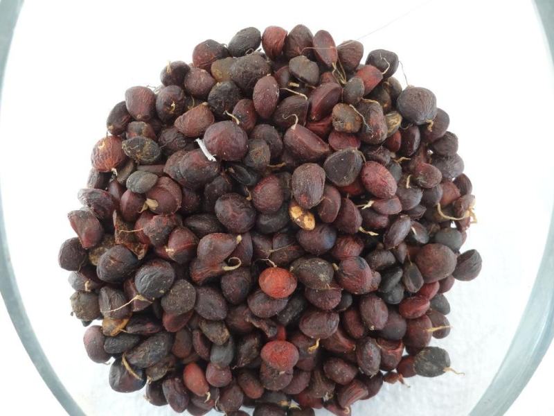 玉兰花籽种红玉兰白玉兰种子广玉兰黄玉兰紫玉兰花