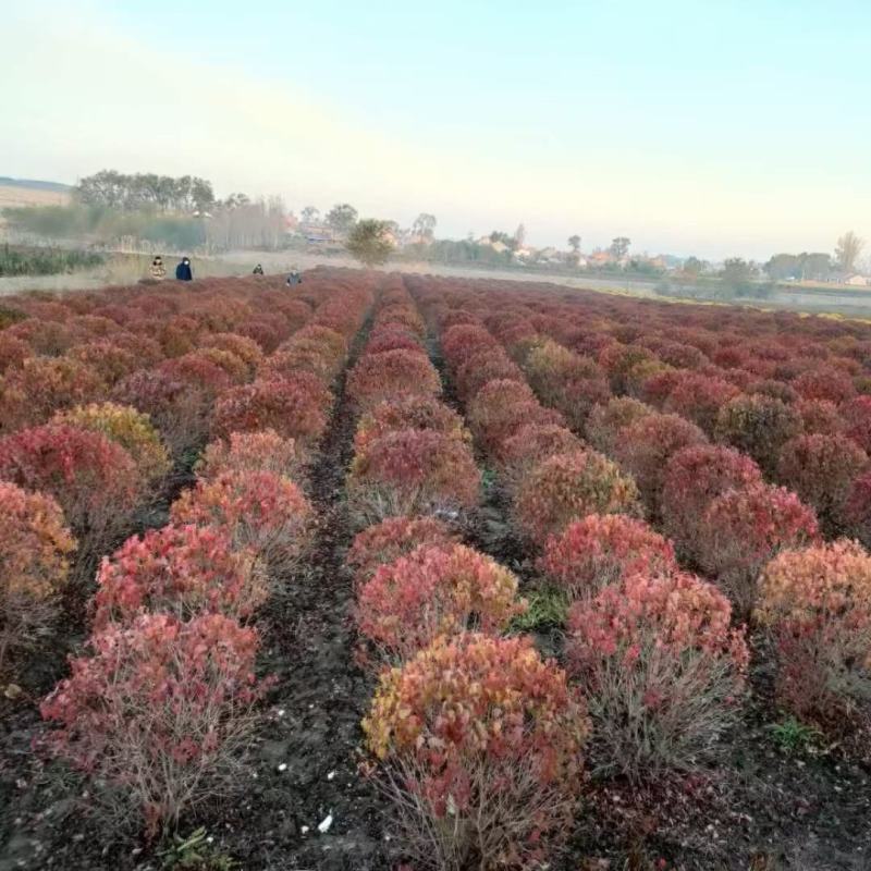 基地批发茶条槭树球三角枫球3-5分枝绿篱苗量大优惠