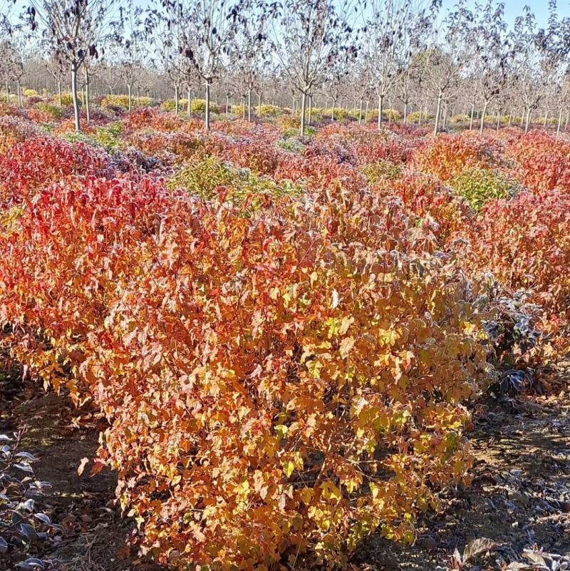 基地批发茶条槭树球三角枫球3-5分枝绿篱苗量大优惠