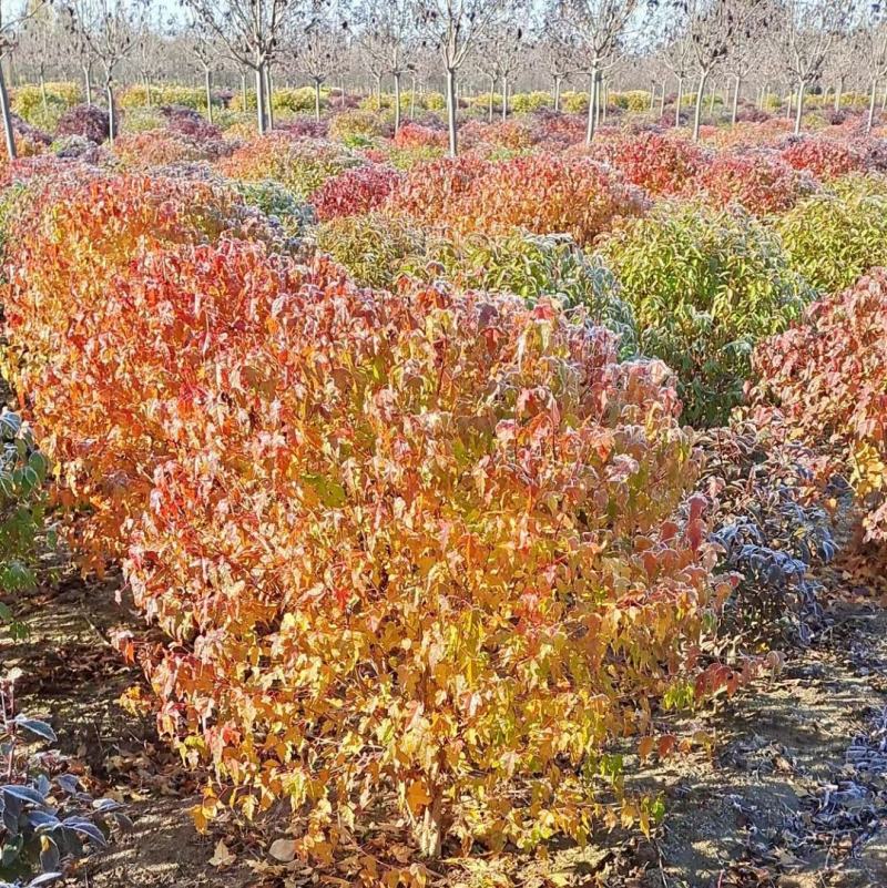 基地批发茶条槭树球三角枫球3-5分枝绿篱苗量大优惠