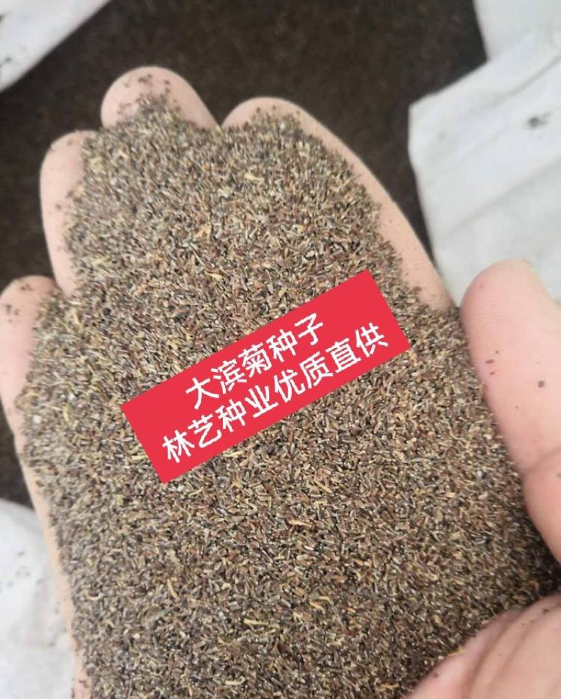 大滨菊种子西洋滨菊种子阳台盆栽花园花卉大花白色大滨菊种