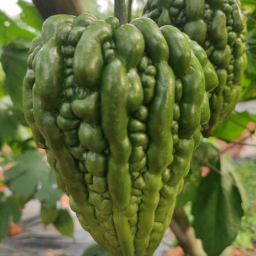 肉质嫩滑的广东大顶苦瓜，已大量上市，基地直供，欢迎订购