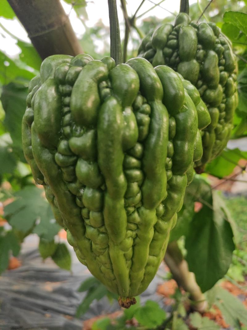 肉质嫩滑的广东大顶苦瓜，已大量上市，基地直供，欢迎订购