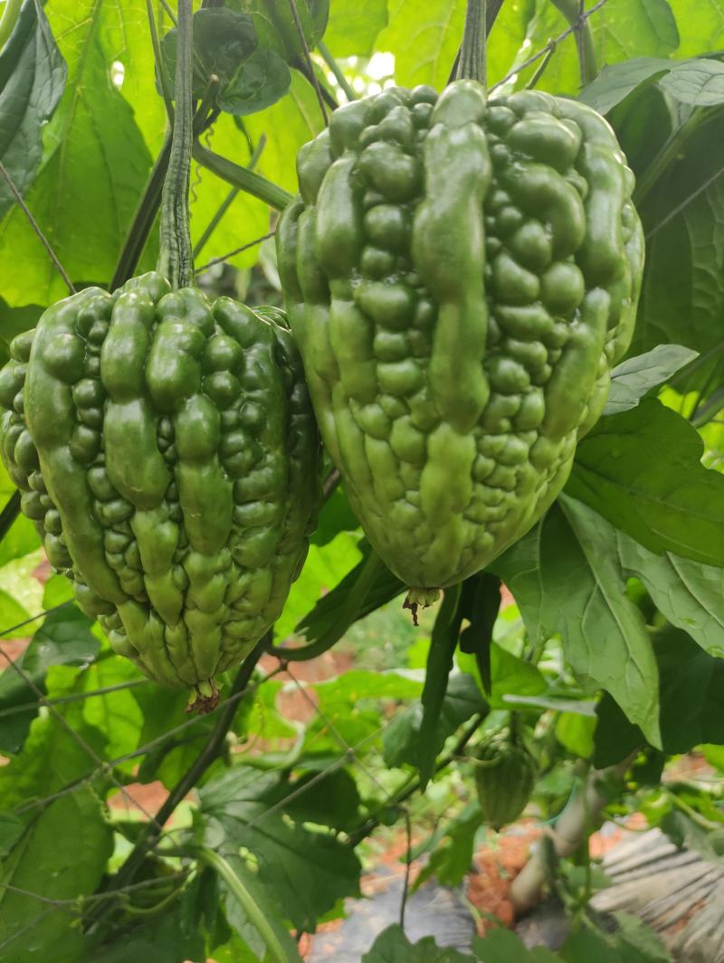 肉质嫩滑的广东大顶苦瓜，已大量上市，基地直供，欢迎订购
