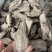 入地老鼠钻地老鼠紫茉莉根