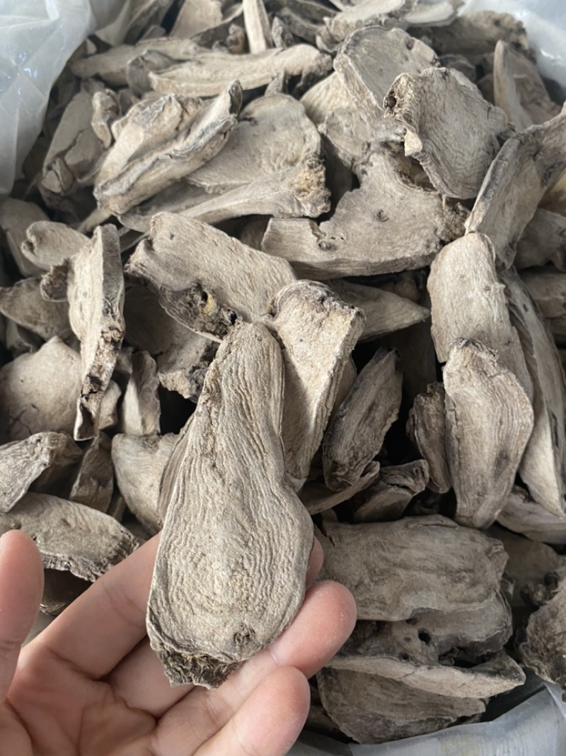 入地老鼠钻地老鼠紫茉莉根