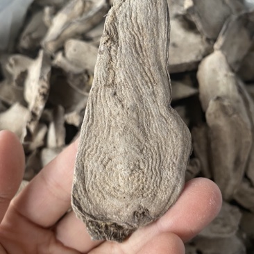 入地老鼠钻地老鼠紫茉莉根