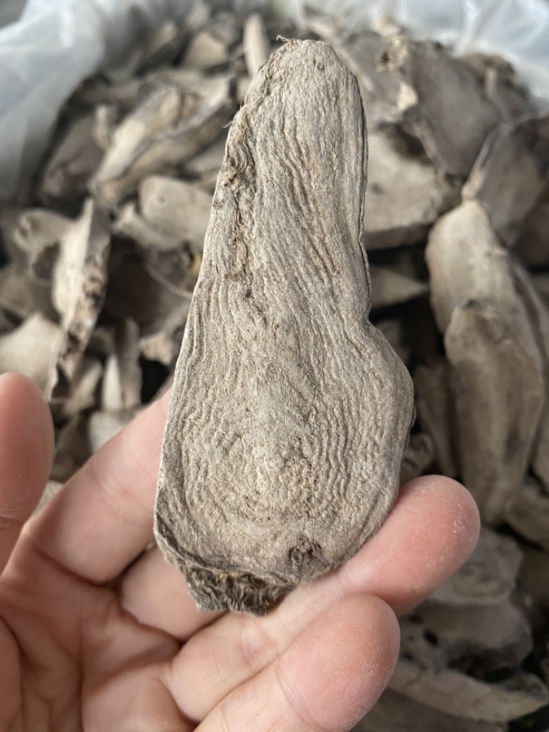 入地老鼠钻地老鼠紫茉莉根