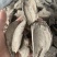 入地老鼠钻地老鼠紫茉莉根