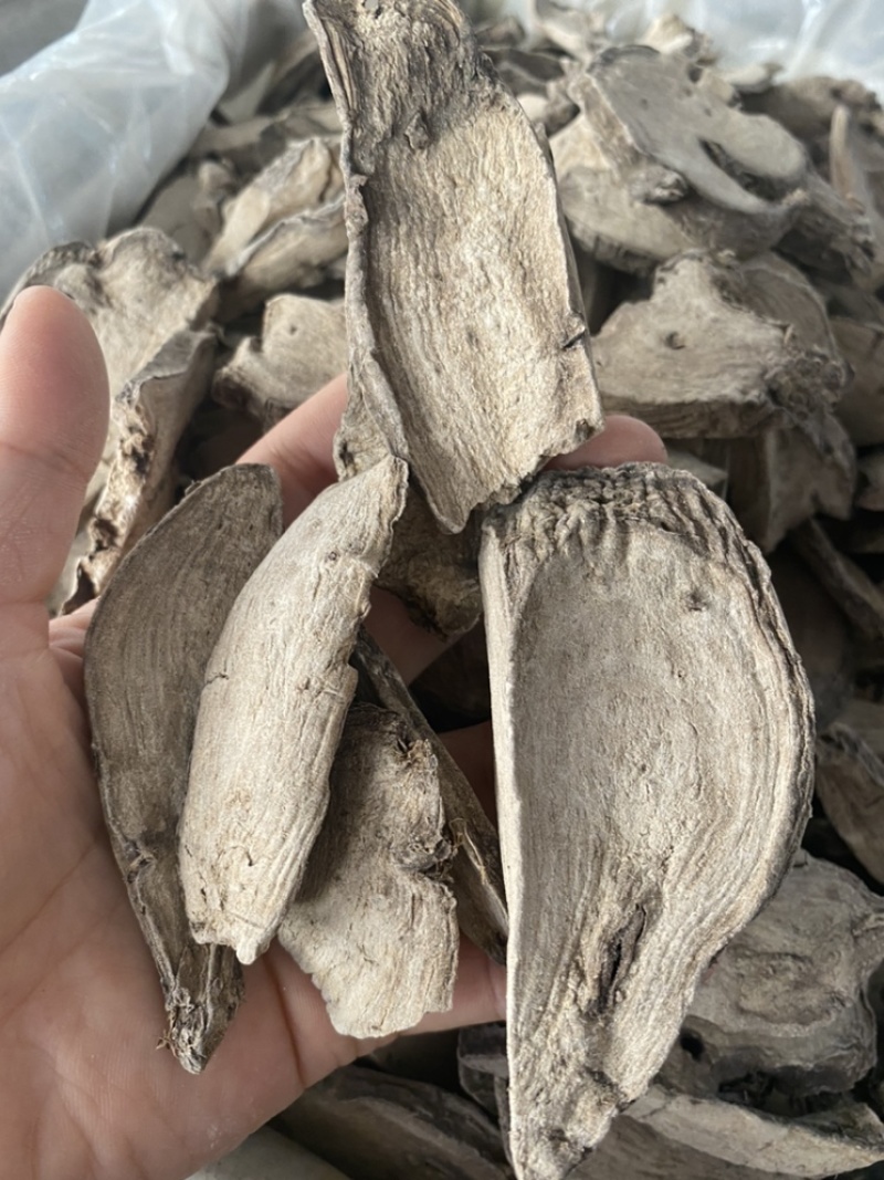入地老鼠钻地老鼠紫茉莉根