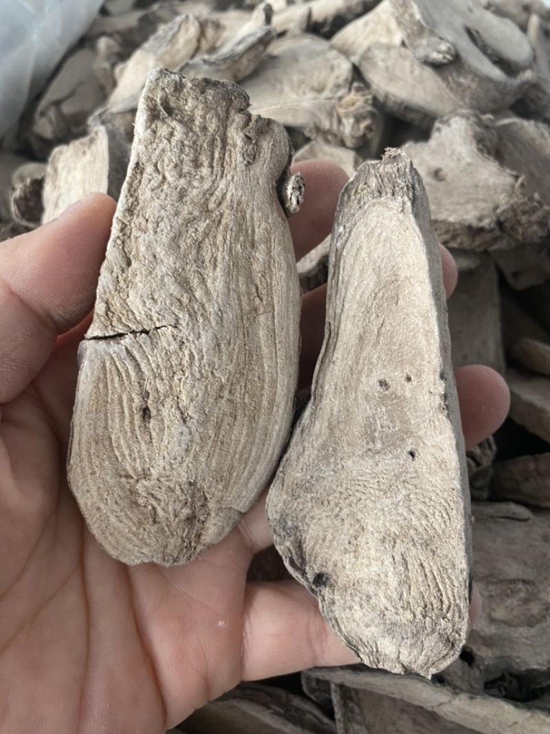 入地老鼠钻地老鼠紫茉莉根