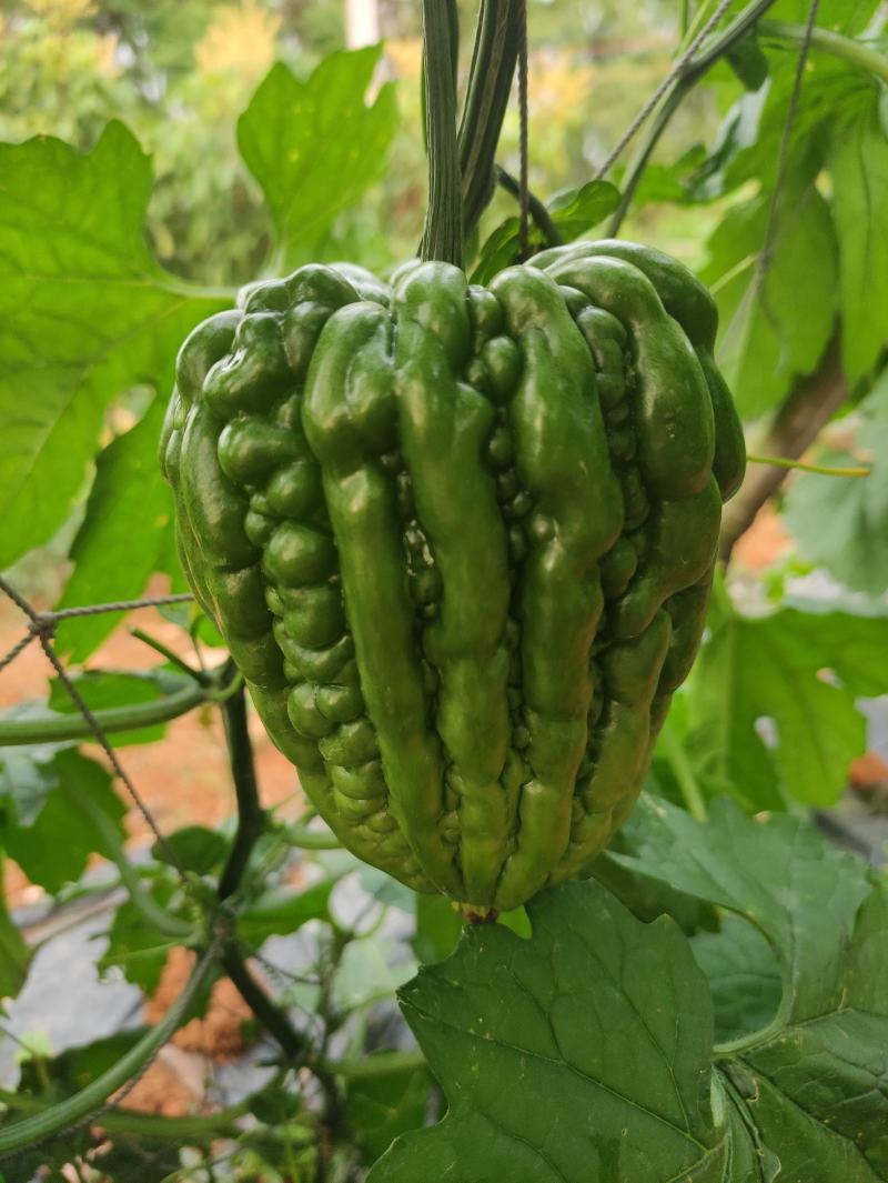 肉质嫩滑的广东大顶苦瓜，已大量上市，基地直供，欢迎订购